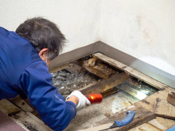 Best Mold Cleaning Services  in Reinholds, PA