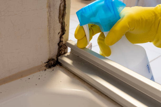 Home Mold Removal in Reinholds, PA
