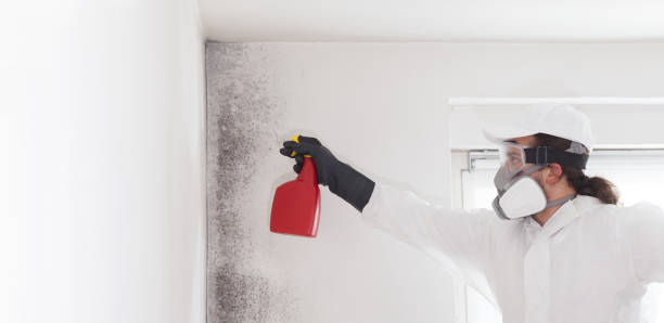 Best Toxic Mold Removal  in Reinholds, PA