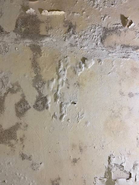 Best Home Mold Removal  in Reinholds, PA