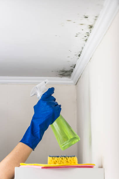 Best Residential Mold Removal  in Reinholds, PA